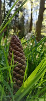 Close-up of pine cone on field