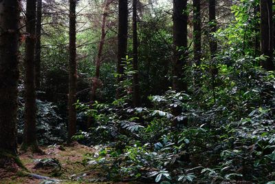 Trees in forest