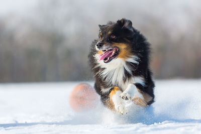 Dog in snow