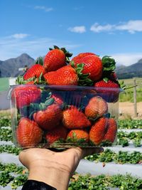 Cropped hand holding strawberries