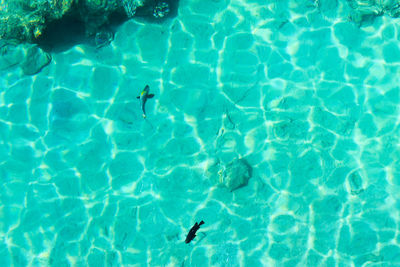 High angle view of person swimming in pool