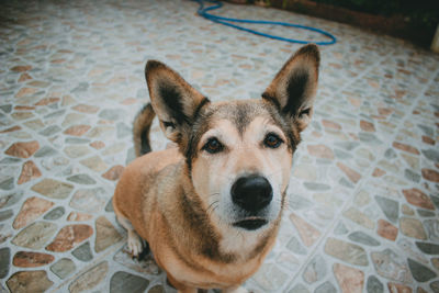 High angle portrait of dog relaxing on floor at home