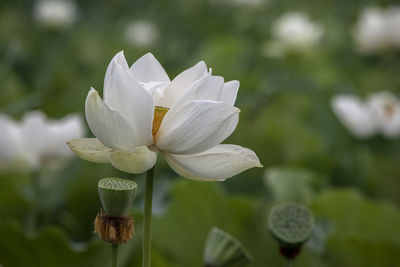 Close-up of white flowers blooming outdoors