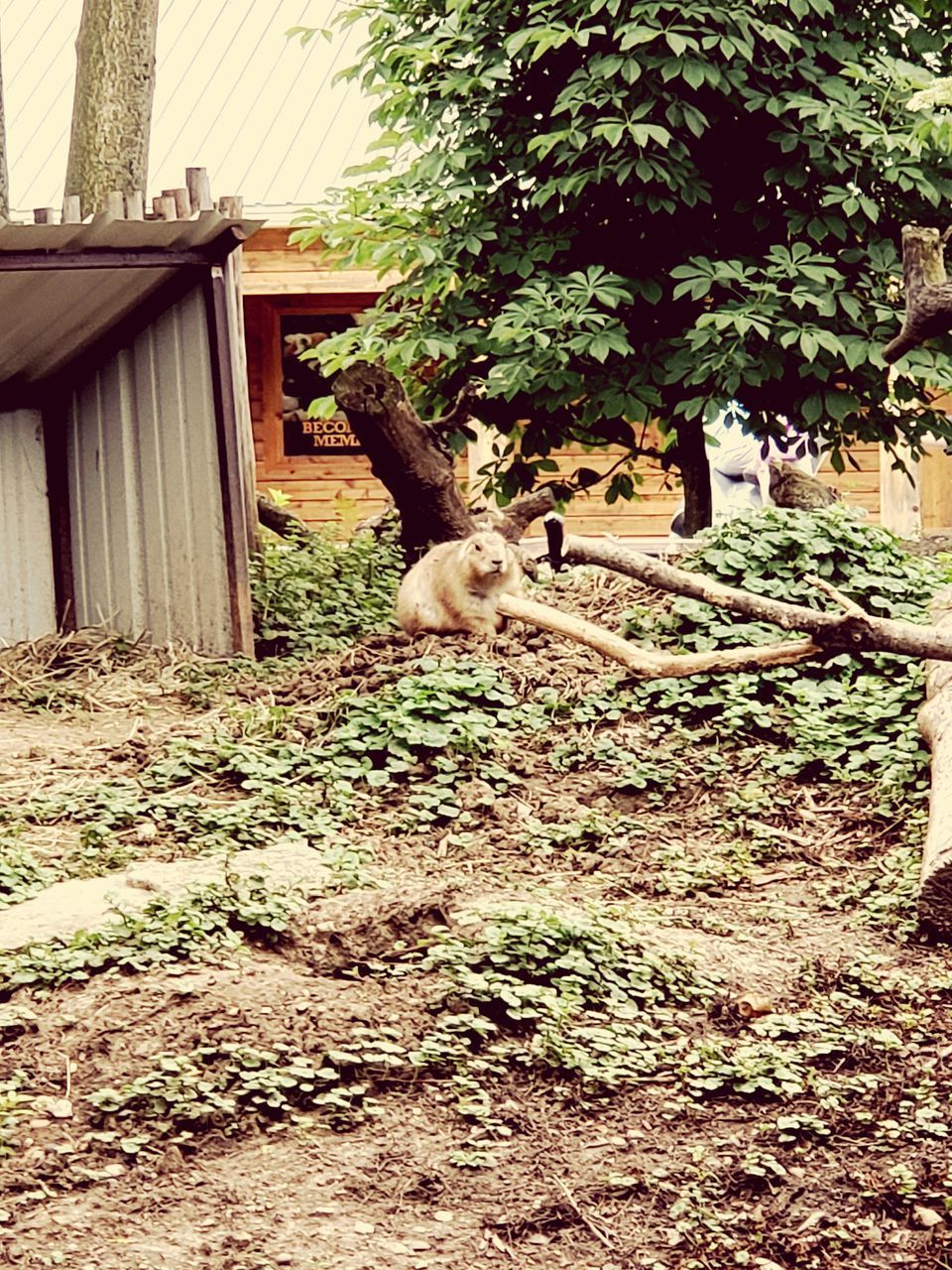 VIEW OF A SHEEP AGAINST PLANTS