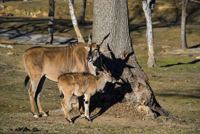 View of deer on field