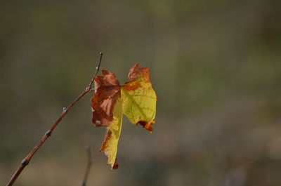 Close-up of dried maple leaf on tree