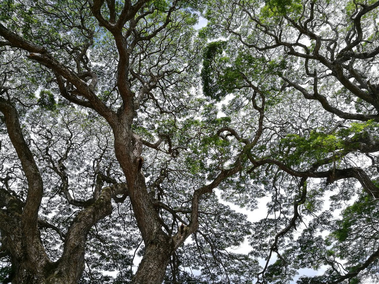 tree, branch, nature, growth, low angle view, outdoors, day, no people, beauty in nature