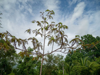 Low angle view of trees against sky