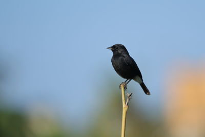 Bird perching on a plant