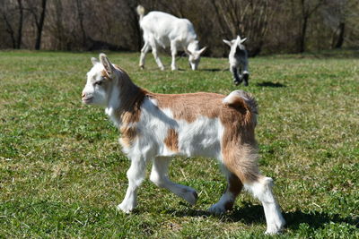 Sheep standing in a field