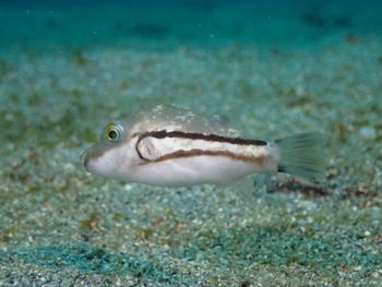 Close-up of fish swimming in sea