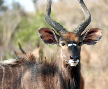 Portrait of deer