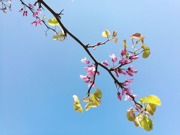 Low angle view of magnolia blossoms against sky