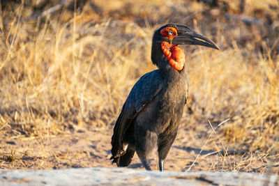 Close-up of hornbill