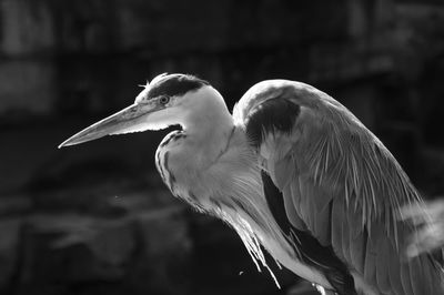 Side view of great blue heron