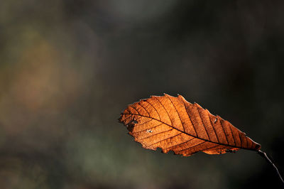 Close-up of dry autumn leaves