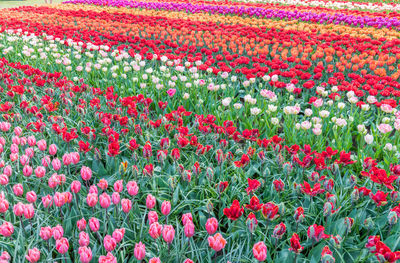 Full frame shot of colorful tulips in field