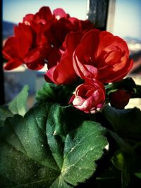 Close-up of red flower