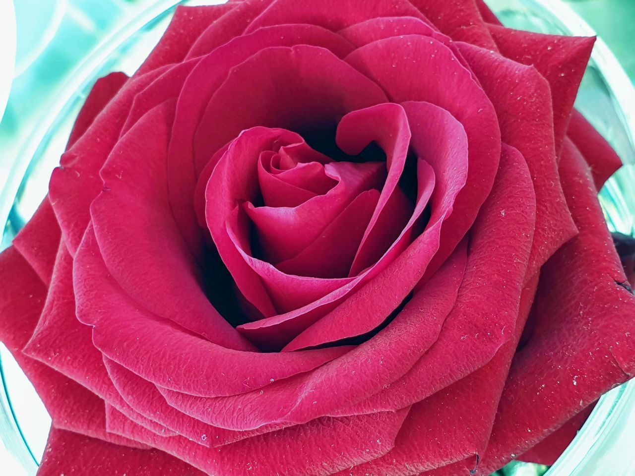 CLOSE-UP OF RED ROSE ON PINK ROSES