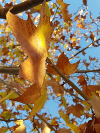 Low angle view of maple tree