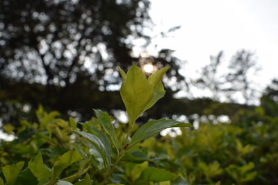 Close-up of fresh green tree against sky