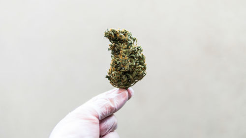 Close-up of hand holding leaf against white background