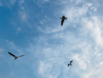 Low angle view of seagulls flying in sky