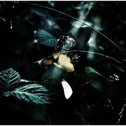 Close-up of plant against blurred background