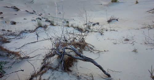 High angle view of snow on field during winter