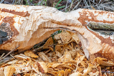 High angle view of tree trunk in forest