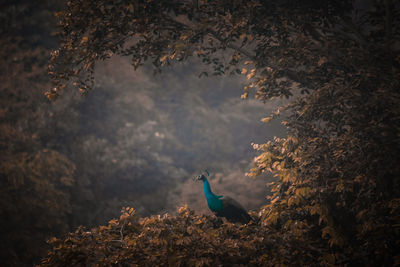 Bird in a forest