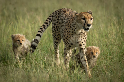 Cheetah family walking on field