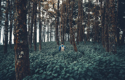 Rear view of man walking amidst trees and plants in forest