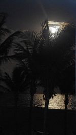 Close-up of palm tree against sky