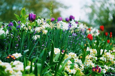 Close-up of flowers blooming in field