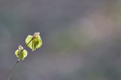 Close-up of rose bud