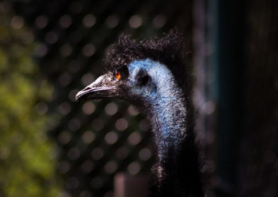 Close-up of an emu looking away