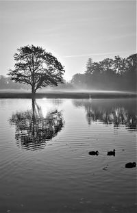 View of ducks swimming in lake