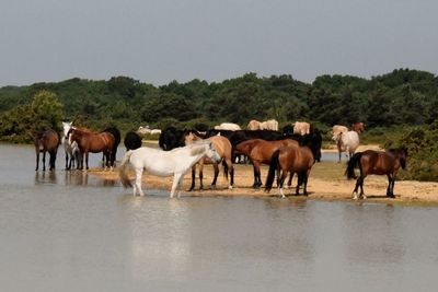 Horses on landscape against sky