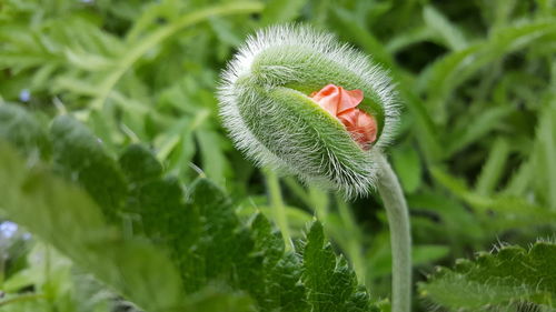 Close-up of fern