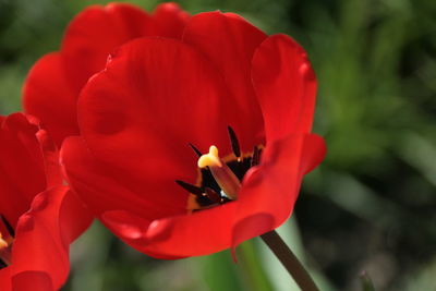 Close-up of red day lily blooming outdoors