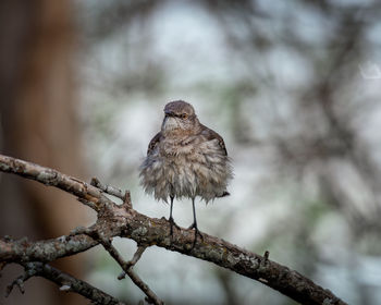 Close-up of bird perching on branch