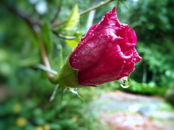 Close-up of wet red rose blooming outdoors