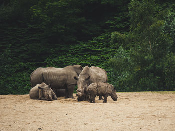 View of rhinos in the zoo