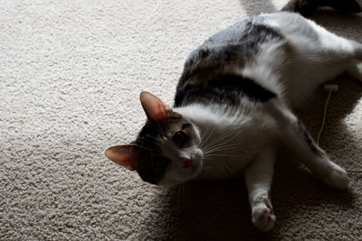 High angle view of a cat on floor at home