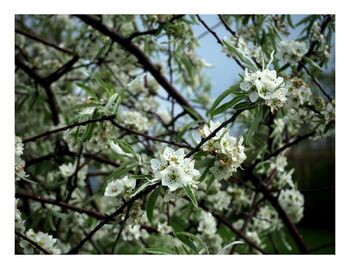 Close-up of flower tree against sky