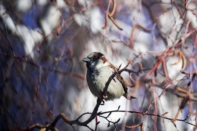 Low angle view of bird perching on branch