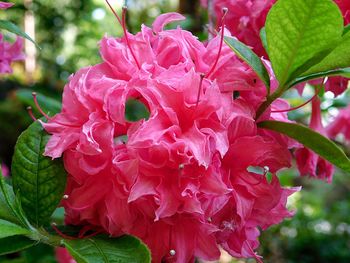 Close-up of pink flowers