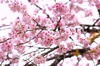 Low angle view of apple blossoms in spring