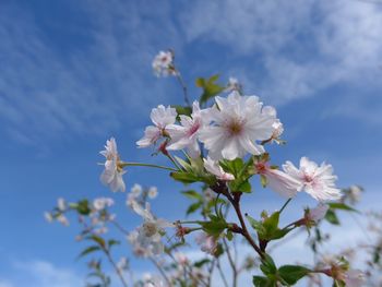 Low angle view of cherry blossoms against sky